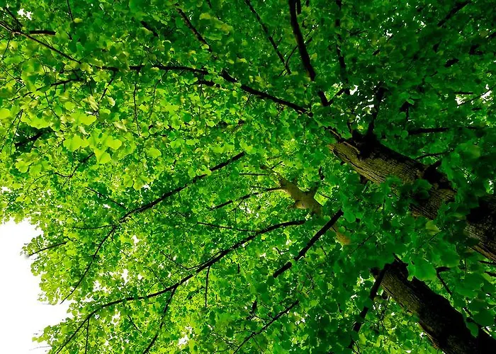 Кемпінг Al Bosco 2*