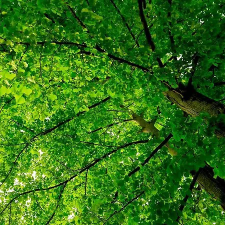 مكان تخييم Al Bosco 2*